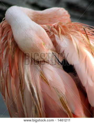 Flamingo uhladit