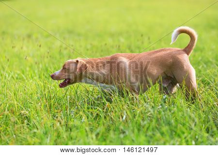 Walking Dog On The Meadow