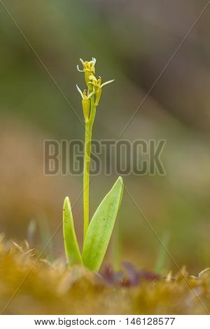 Fen Orchid Habitat