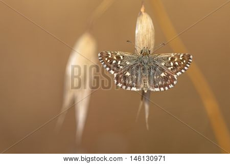 Grizzled Skipper Butterfly (pyrgus Malvae) Resting On Grass Spike With Neutral Brown Background