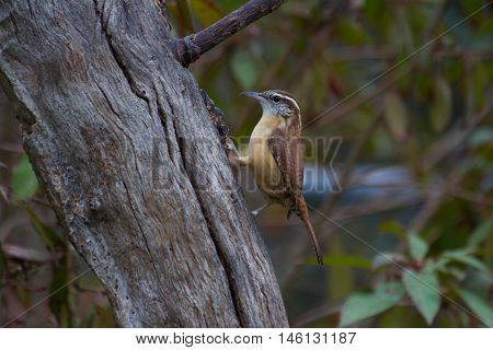 Carolina Wren walking straight up dead tree.