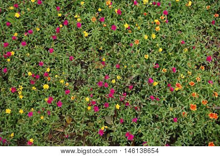 colorful of Little Hogweed flowers in the tropical garden