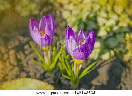 Violet Crocus In Spring