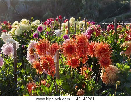 Sunset in dahlia garden with different types of laciniated dahlias. Back light.