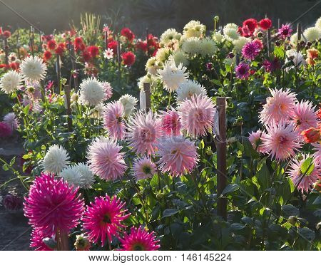 Sunset in dahlia garden with different types of laciniated dahlias. Back light.