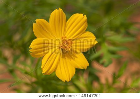 Yellow Flowers Showing Stamen And Petal Cell Structure And Design, Insect Repopulation Using Native