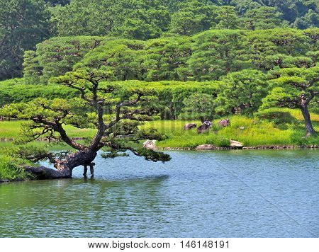 Pine tree with lake in Ritsurin Garden in Takamatsu city, Kagawa Prefecture, Japan. Ritsurin Garden is one of the most famous historical gardens in Japan.