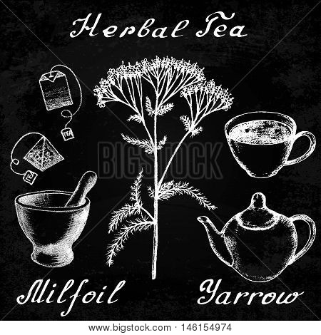 Yarrow Achillea millefolium hand drawn sketch botanical illustration. Utensils for tea. Vector illustation. Medical herbs. Effect of chalk board. Grunge background