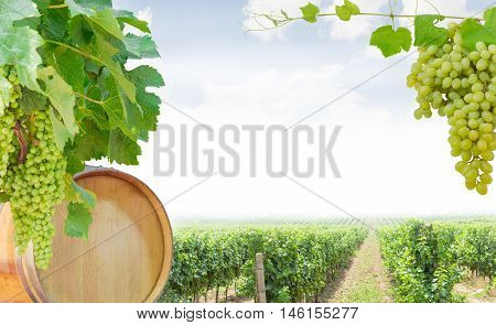 Background of the grape vines with ripening grapes and oak barrel of wine left cluster of table grapes on the right vineyard at the bottom and an empty central part