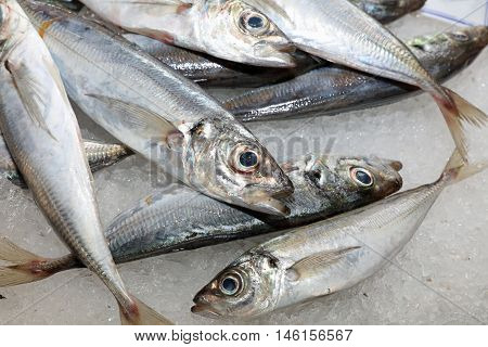 Fresh Fish on Market in Lisbon. Portugal