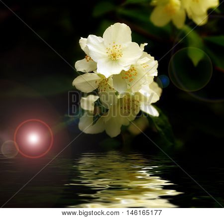 beautiful jasmine flower reflection in water surface