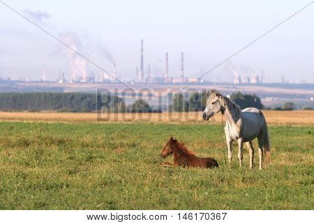 summer landscape with a horse foal grazing in a meadow near the town of