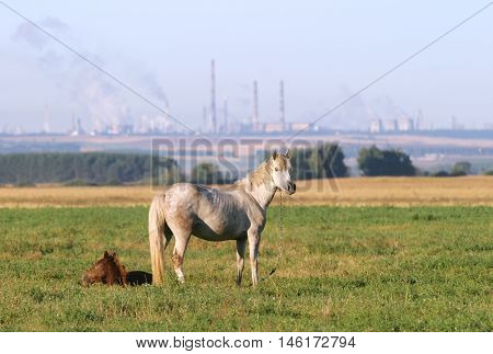 Horse With A Foal