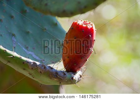 Cactus prickly pear opuntia with ripe pink fruits