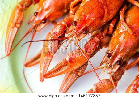 Boiled red crayfishes ( Astacus astacus ) on a white dish close-up selective focus.