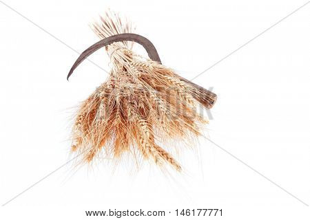 bunch of mown wheat ears with vintage handmade reaper hook sickle isolated on white background