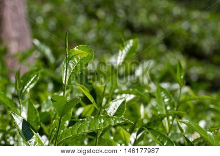 Tea leaves on tea plantation. Outdoor. Coonor, Nilgiri, India Tamil Nadu