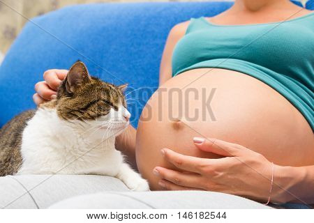 A belly of pregnant young wooman and cute cat sitting near