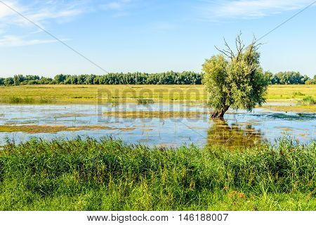 Partially dead crooked old willow tree in a flooded area. The blue sky and the tree are reflected in the mirror smooth water surface. It is a sunny day in the summer season.
