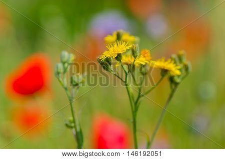 Asteraceae or Compositae in nature in front of red poppies
