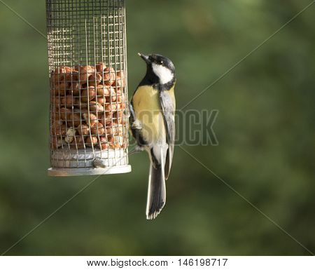 Great tit eating nuts from a feeder