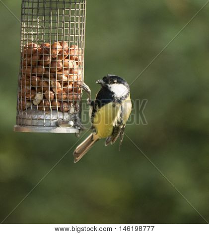 Great tit eating nuts from a feeder