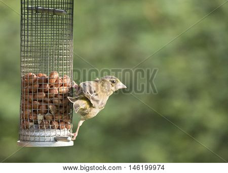 Greenfinch eating nuts from a feeder in a meadow