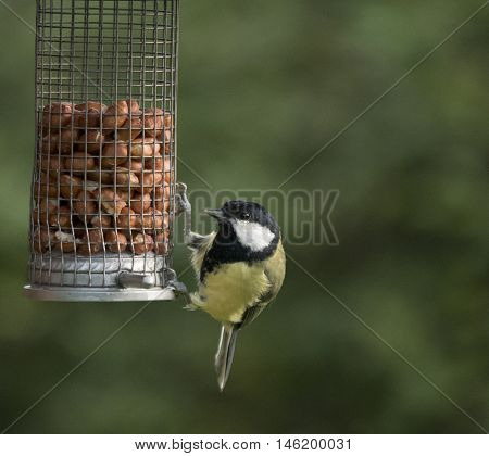 Great tit eating nuts from a feeder