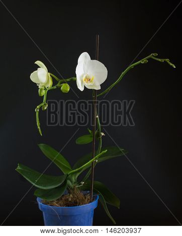 blue pot with blooming white orchid on a black background
