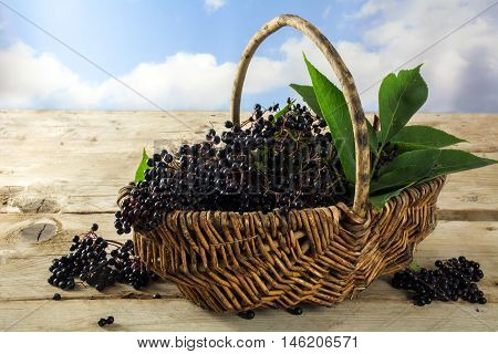 black elderberries (Sambucus nigra) freshly harvested in a basket on rustic wooden planks against the blue sky with clouds copy space