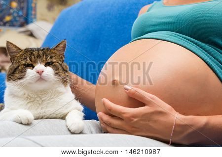 A belly of pregnant young wooman and cute cat sitting near