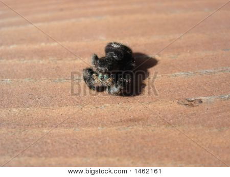 Spider2