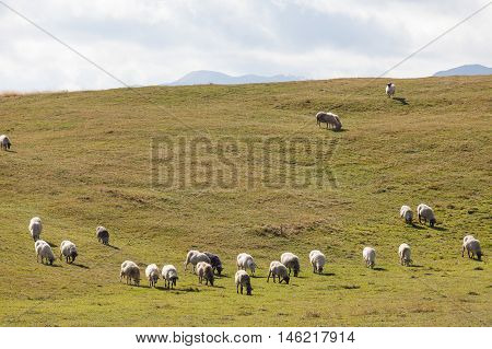 flock of sheep on green grass, Durmitor, Montenegro