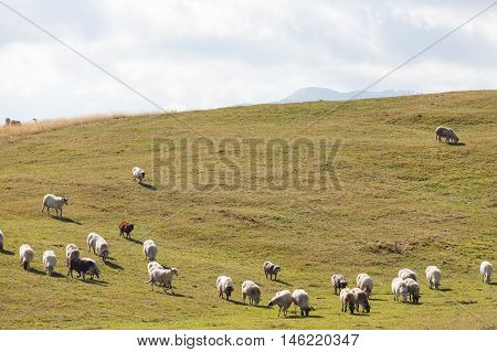 flock of sheep on green grass, Durmitor, Montenegro