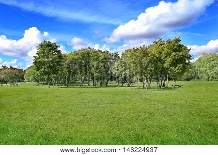 Summer landscape of grass and trees. Background for visualization project