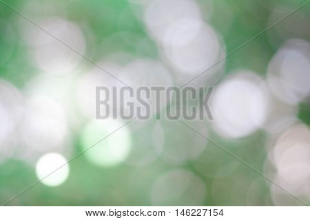 Green bokeh from under a tree on a clear day.