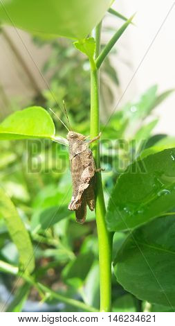 close up grasshopper on a green leaf