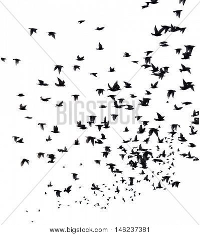 A flock of migratory birds. set of black silhouettes of birds flying in the sky. Isolated on white background