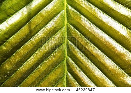 Green Leaf Texture for background. (Dipterocarpus Alatus)