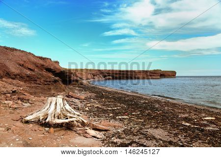 Root sculpted by the sea with a bay in background in Gaspesie, Quebec, Canada