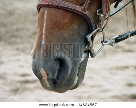 Pferd tragen D-Ring Trense