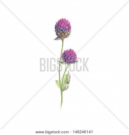 Gomphrena wildflower rose isolated background in watercolor drawing. Decorative floral element for design of background, poster, print, romantic invitation, decoration, similars or pattern.