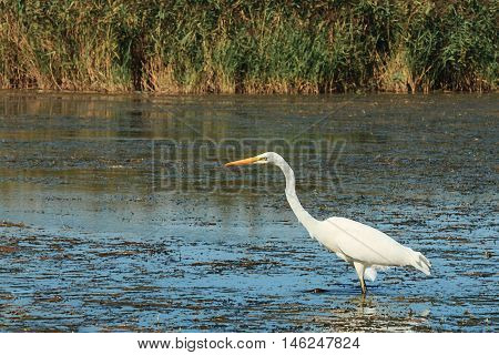 White heron nature wild bird in blue water background