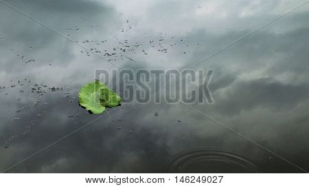 Photo of green leaf has fallen into the river. Picture taken cloudy summer day in August 2016.