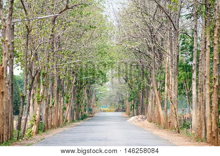 Road forest center in summer dry tree