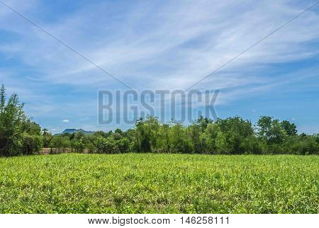 The farm corns agriculture landscape with blue sky