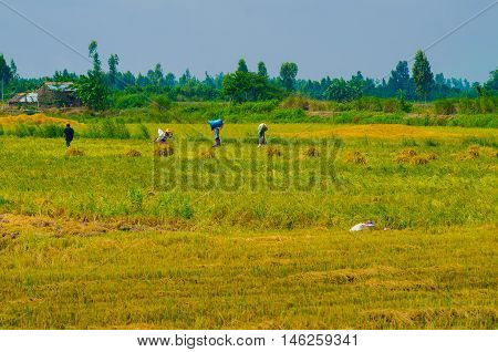 Wheet havest  An  Giang  Long  Xuyen Farmer working Field