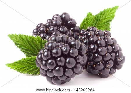 three blackberry with leaf isolated on a white background closeup.