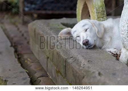Lonely homeless white dog sleeping on the path