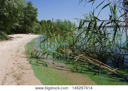 ecology. blooming pond. algal blooms green beach on the lake. Water pollution